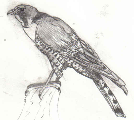 hawk.jpg